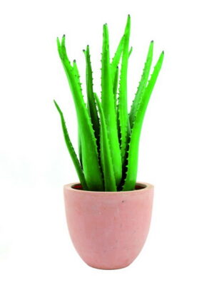 Aloe-Vera-Pflanze 63cm, Kunstpflanze